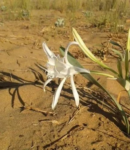 Sun And Sea 1 Appartamento Elíka